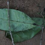 Noronhia africana Leaf
