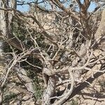 Euphorbia balsamifera Bark