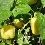 Capsicum annuumFruit