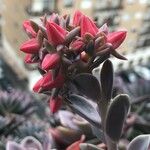 Echeveria giganteaЦветок