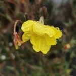 Oenothera strictaКветка