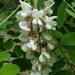 Robinia pseudoacacia花