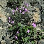Viola cazorlensis عادت