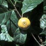 Chrysophyllum venezuelanense Fruto