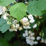 Dombeya burgessiae Flor