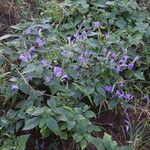 Strobilanthes bracteata 整株植物