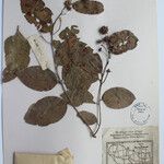 Terminalia anogeissiana Sonstige