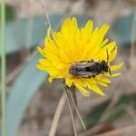 Sonchus bulbosus Fula
