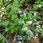 Veronica chamaedrys Habit