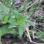 Capraria biflora Foglia