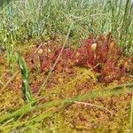 Drosera anglica Folio