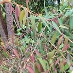 Angophora costata অভ্যাস