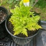 Limnanthes douglasii Feuille