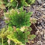 Selaginella lepidophylla Цвят