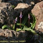 Scilla haemorrhoidalis عادت