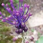 Muscari comosum Λουλούδι