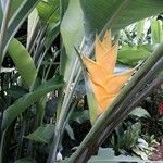 Heliconia caribaeaFlor