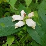 Chelone glabra Blüte