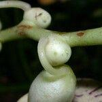Cochliasanthus caracalla Otro