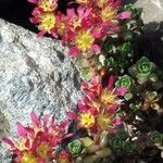 Saxifraga biflora Virág