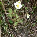 Pinguicula alpina Folla