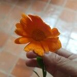 Calendula officinalis Квітка