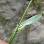 Cynosurus echinatus Leaf