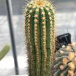 Coleocephalocereus pluricostatus Hoja