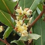 Laurus nobilis Bloem