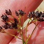 Luzula alpinopilosa Flower