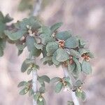 Pteropyrum aucheri Leaf