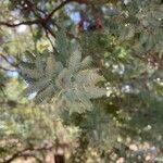 Acacia baileyana Leaf