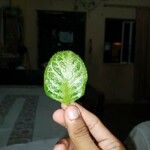 Episcia cupreata Leaf