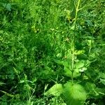 Scrophularia alpestris Leaf