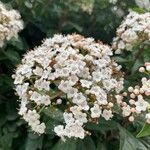 Viburnum rigidum Blomst