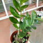 Zamioculcas zamiifolia叶