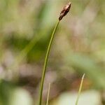 Carex chordorrhiza Diğer