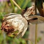 Dahlia merckii Fruit