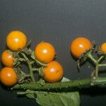 Solanum leucopogon 果