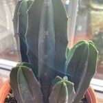 Myrtillocactus geometrizans Blatt