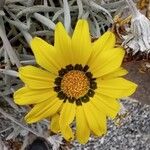 Gazania rigensFlower