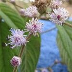 Vernonia arborescens Květ