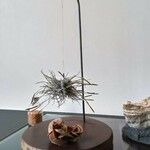 Tillandsia recurvata 叶