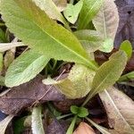 Lactuca virosa Blad