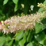 Clethra alnifolia Квітка