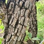Volkameria eriophylla Bark