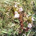 Euphrasia alpinaЦветок