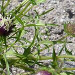 Trifolium barbigerum Vivejo