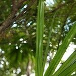 Pandanus purpurascens Hoja