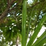 Pandanus purpurascens Blad